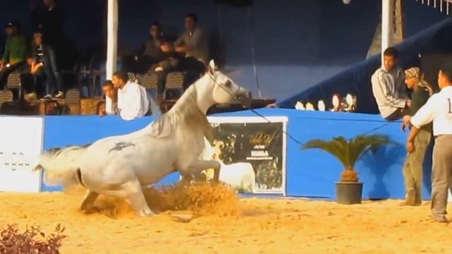 Арабские Лошади пустыни - Arabian Horses in desert! Арабские Скакуны - Аравийские Лошади смотреть онлайн