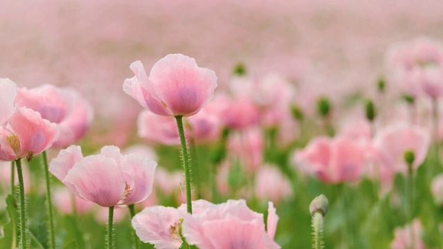 Аудіо Біблія українською мовою ❤️ Книга Псалмів 106-111🌷 #біблія смотреть онлайн