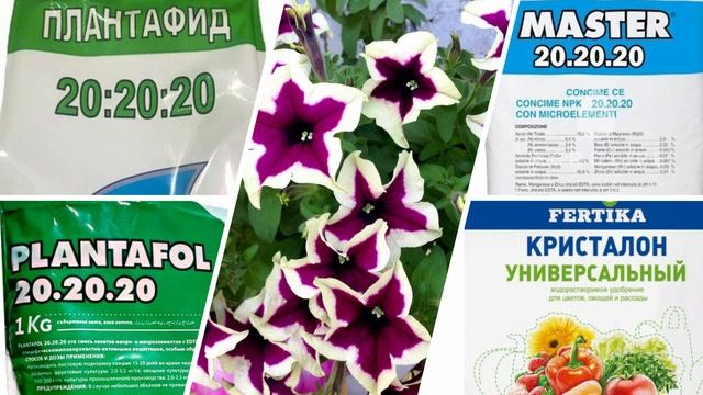 Одна ложка этого удобрения и петуния будет пышно цвести все лето смотреть онлайн