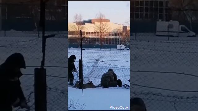 Миграция косуль через город Омск. Январь 2024 год. Отлов на территории омского аэропорта. смотреть онлайн