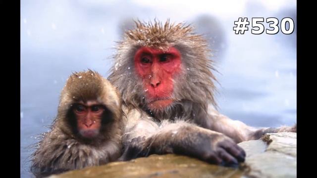 #530. Обезьяны (В мире животных) смотреть онлайн
