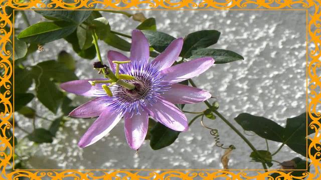Te De Hojas De Pasiflora 😊 Como Preparar Te De Pasiflora Propiedades смотреть онлайн