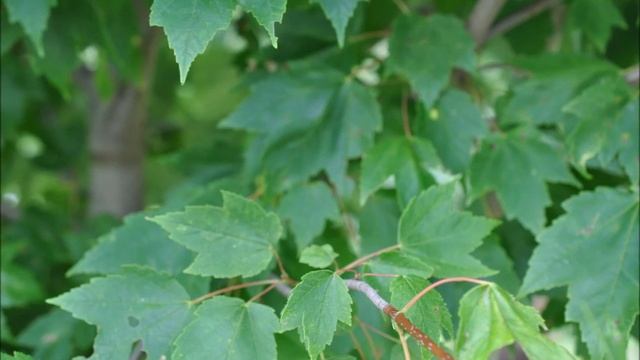 Shading Trees include the Acer rubrum 'Franksred' (Acer Rubrum 'Red Sunset® смотреть онлайн