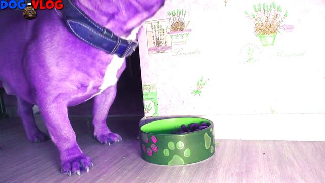 Franch bulldog(aka Doc) eat - Бульдог ест. смотреть онлайн
