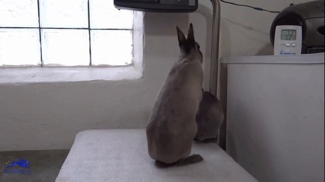 Самые маленькие кролики в мире/Айдахский кролик/ Пигмей/Polich смотреть онлайн