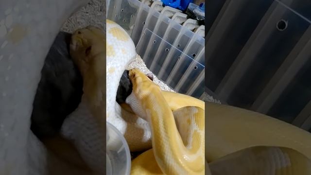 Burmese python pearl (albino hypo)eating rat (python molurus bivittatus ) смотреть онлайн