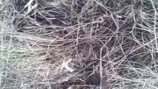 Фундук Трапезунд Крымский в средней полосе России. Посадка 31 октября 2017. смотреть онлайн