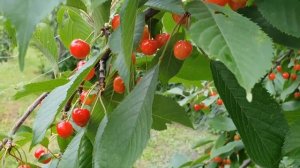 Черешня БРЯНСКАЯ РОЗОВАЯ 2020г.