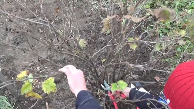 Как подготовить смородину к зиме: обрезка, подкормка, обработка смотреть онлайн