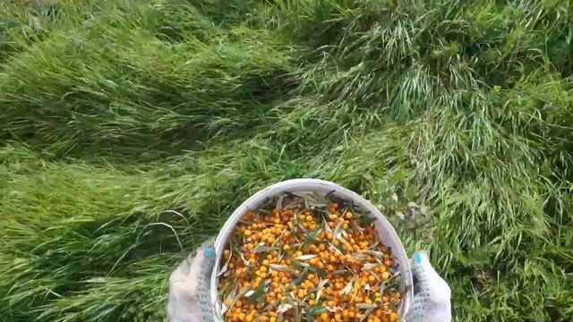 Облепиха! Как собрать, очистить и приготовить сок из облепихи. смотреть онлайн