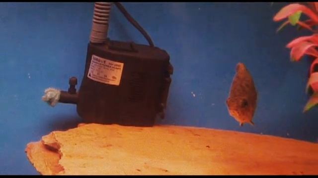 Ctenopoma acutirostre: Leaf Gourami - Leopard Gourami смотреть онлайн