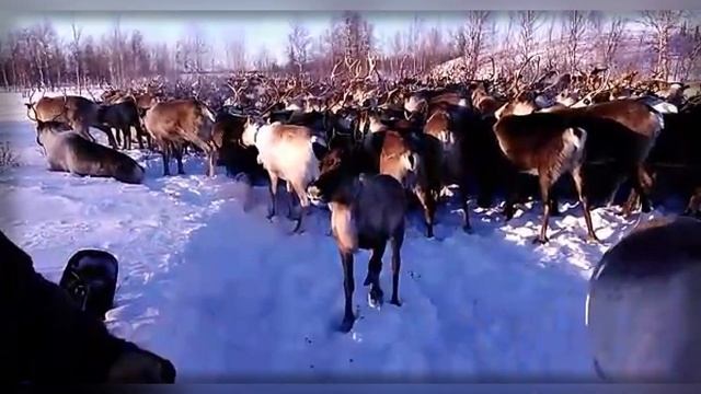 Перегон оленей на пастбище / ЯНАО / Ямал (5) смотреть онлайн