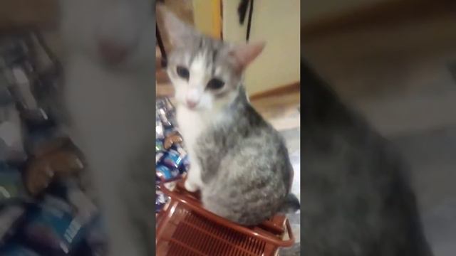 Кошкин дом - новая переноска, ещё надо такую купить👍🐈 смотреть онлайн