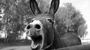 Ослик в деле и не только!!!