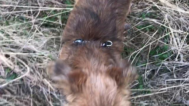 Хочется к Поладику в болото смотреть онлайн