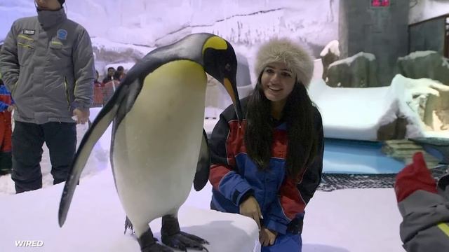 A Week In Dubai Costs... смотреть онлайн