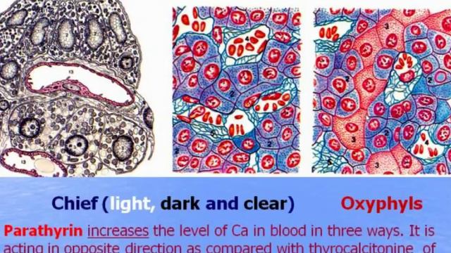 Endocrine system - 2. Peripheral organs. Video-lecture by Zimatkin (20) смотреть онлайн