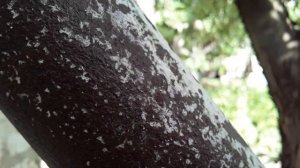 Всё просто|Как покрасить ржавую трубу качественно▪