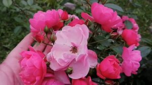 Роза - Ангела(Анжела)флорибунда