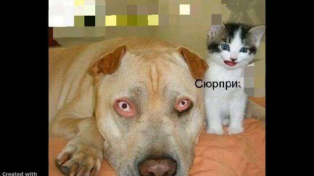 GRID-ПРЕДСТАВЛЯЕТ. Говорящий кот. смотреть онлайн