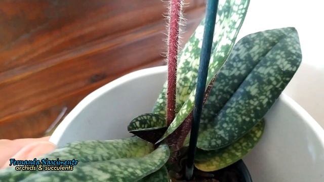 How to care for Paphiopedilum delenatii // #CareCollab LEGENDAS em PORTUGUÊS смотреть онлайн