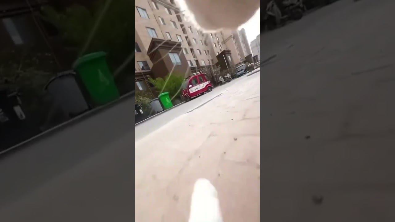 Кот с гоу про смотреть онлайн