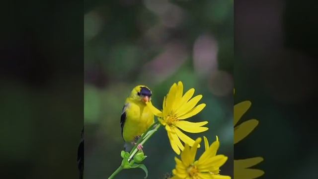 Американский чиж смотреть онлайн
