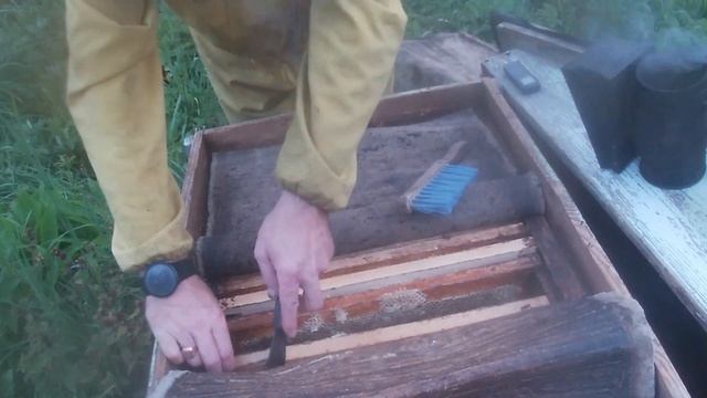 Пасека в лесу.Качаем мед.Сборка гнезд.Что с расплодом. смотреть онлайн