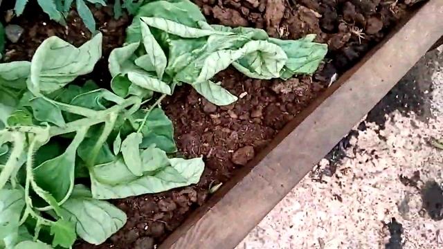 Томат БЛИЗНЯШКИ смотреть онлайн