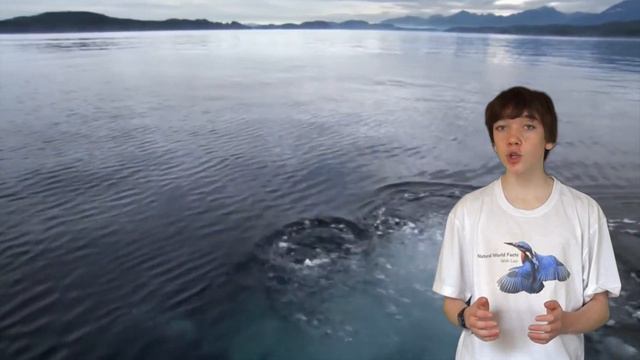 Facts About The Humpback Whale