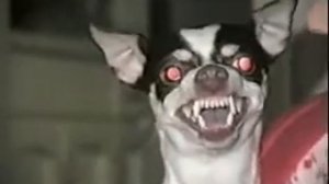 Маленькая злая чихуахуа