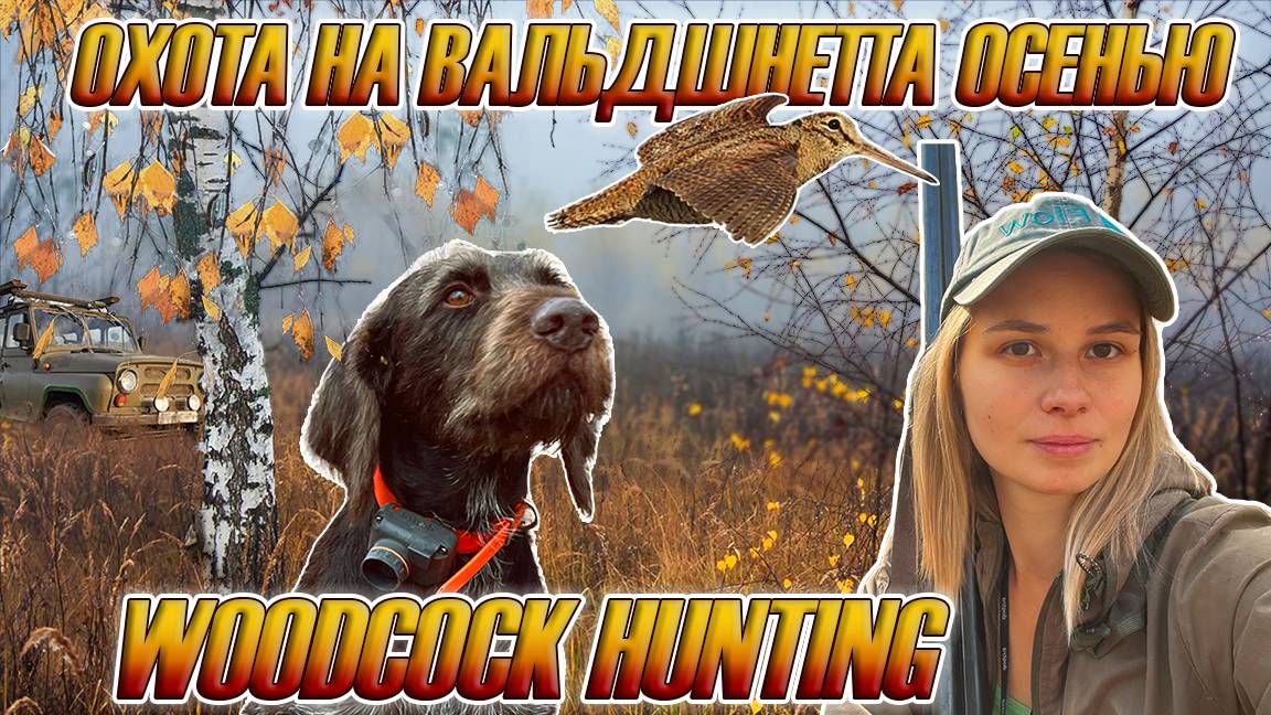 Охота на вальдшнепа с дратхааром, девушка охотник / Woodcock hunting with German Wirehaired Pointer смотреть онлайн