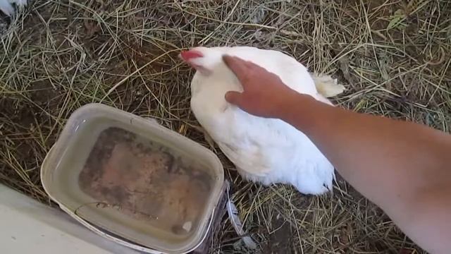 Выращивании бройлеров Кооб 300. смотреть онлайн