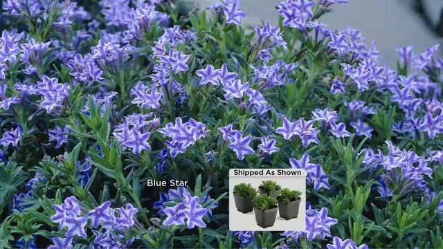 Cottage Farms Dazzling Design 4-pc Sapphire Star Lithodora Collection with Dan Wheeler смотреть онлайн