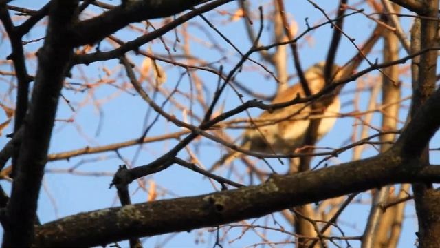 Биосфера. Ура! Дрозды прилетели! Рябина созрела! смотреть онлайн