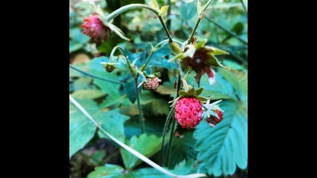 ЙОГА НИДРА 6 ~АЛЕКСАНДРА ЖАБОНОВА смотреть онлайн