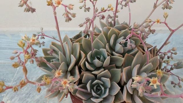 Echeveria on Full Bloom | Echeveria Gibbiflora var. Metallica смотреть онлайн