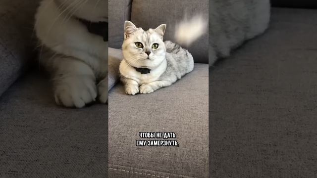 Советы для котиков по уходу за человеком⁠⁠ #коты #кот смотреть онлайн