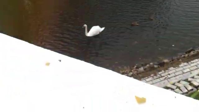 Гомельский парк смотреть онлайн