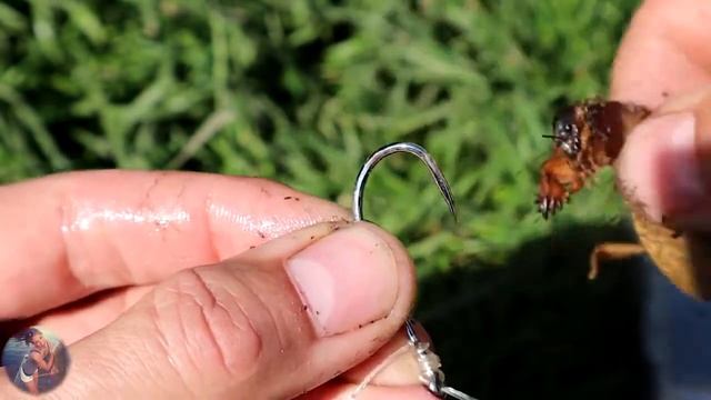 Дальний заброс ПЕЧЕНИ на СОМА / когда и на что ловить сома! смотреть онлайн