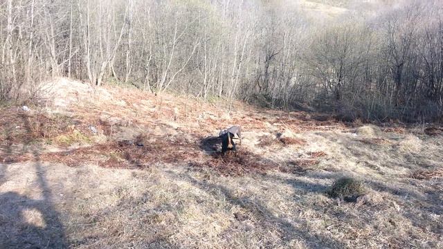 ротвейлер и корса смотреть онлайн