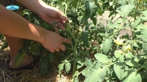 Формировка низкорослых томатов в ОГ от "А" до "Я". [Наглядно]