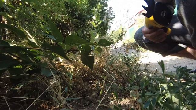 Тест триммера. Собрал крыжовник(16.07.2022) смотреть онлайн