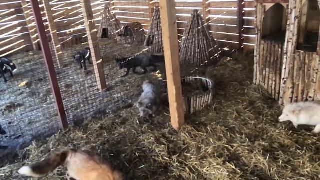 Летающие лисицы смотреть онлайн