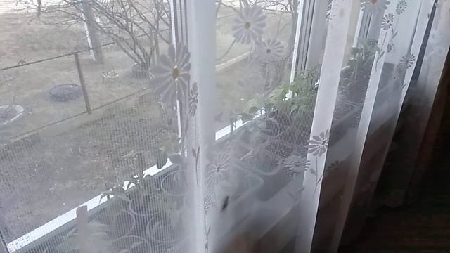 Птичка уже несколько раз стучит в окно, что хочет наверное сказать. смотреть онлайн