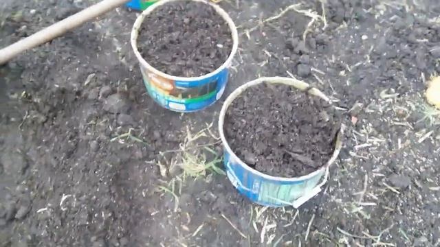 ВЫСАДКА фундука, сорт Шедевр. смотреть онлайн