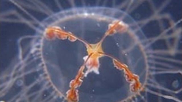 Первая помощь при укусах змей и медуз. смотреть онлайн