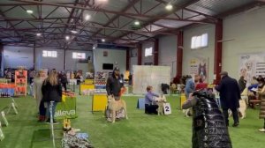 ВОЛЭНДЫ на чемпионате Мира-2022 ?‼️ЗОЛОТО ПЕТЕРБУРГА ранга CAC CACIB. Золотой фонд KUPA.