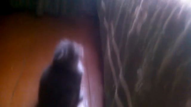 Ловим на удочку кота😺😺😺🐈🐈🐠🐡 смотреть онлайн