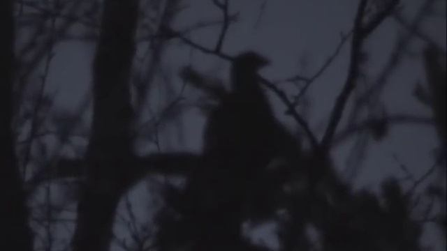 Поиск глухариного тока смотреть онлайн